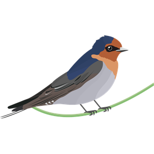 Swallow PNG-67351